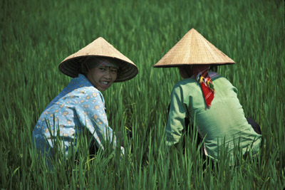 Women Working in Rice Fields in Tam Duong, Vietnam