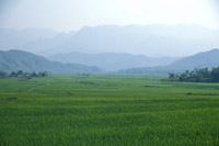 Rice Fields in Northern Vietnam