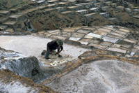 Man Collecting Salt in Salt Mines near Maras, Peru